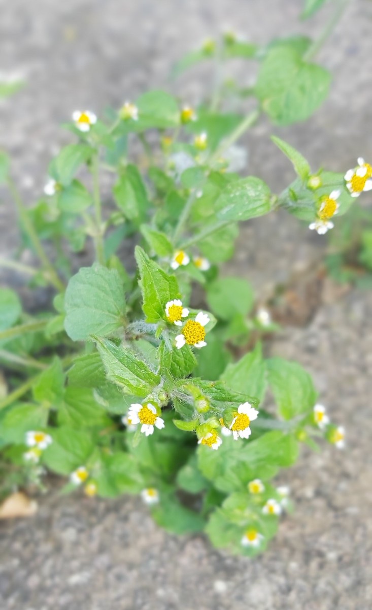 Maryland Biodiversity Project - Shaggy Soldier (Galinsoga quadriradiata)