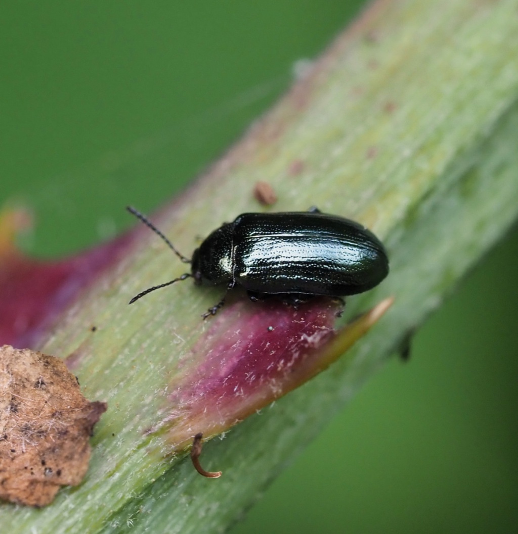 Blue Willow Beetle | NatureSpot