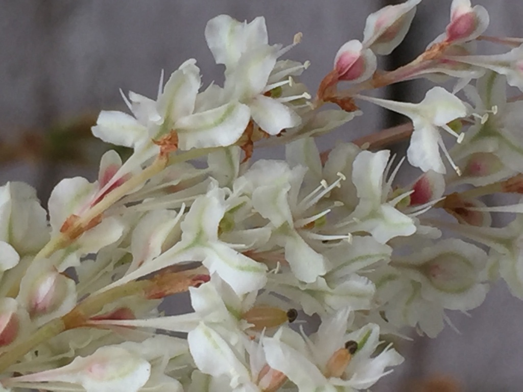 Russian-vine | NatureSpot