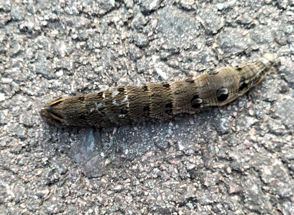 Elephant hawk-moth  The Wildlife Trusts