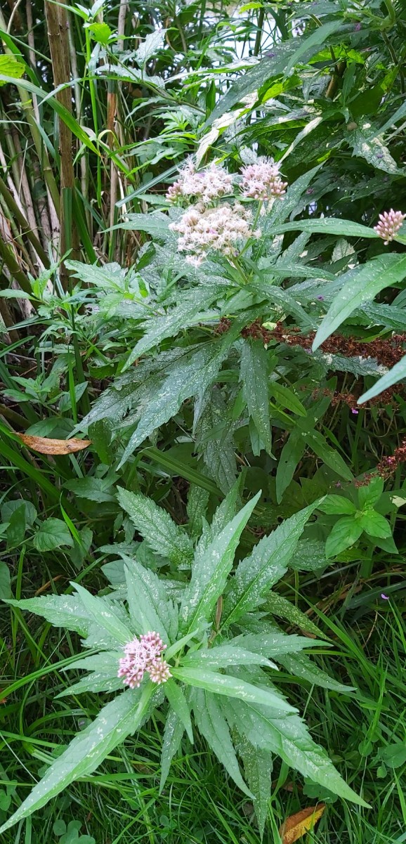 Hemp-agrimony | NatureSpot