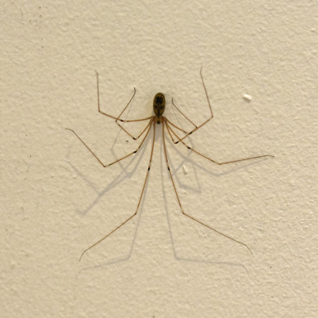 Daddy long-legs