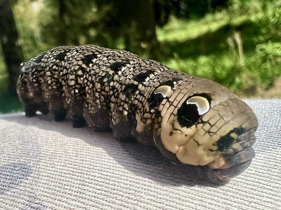 Elephant hawk-moth  The Wildlife Trusts