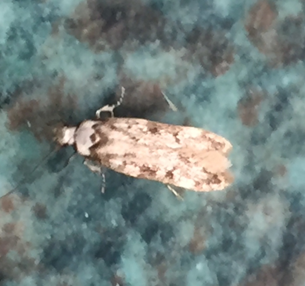 How to get rid of white shouldered house moths? - Bon Accord London