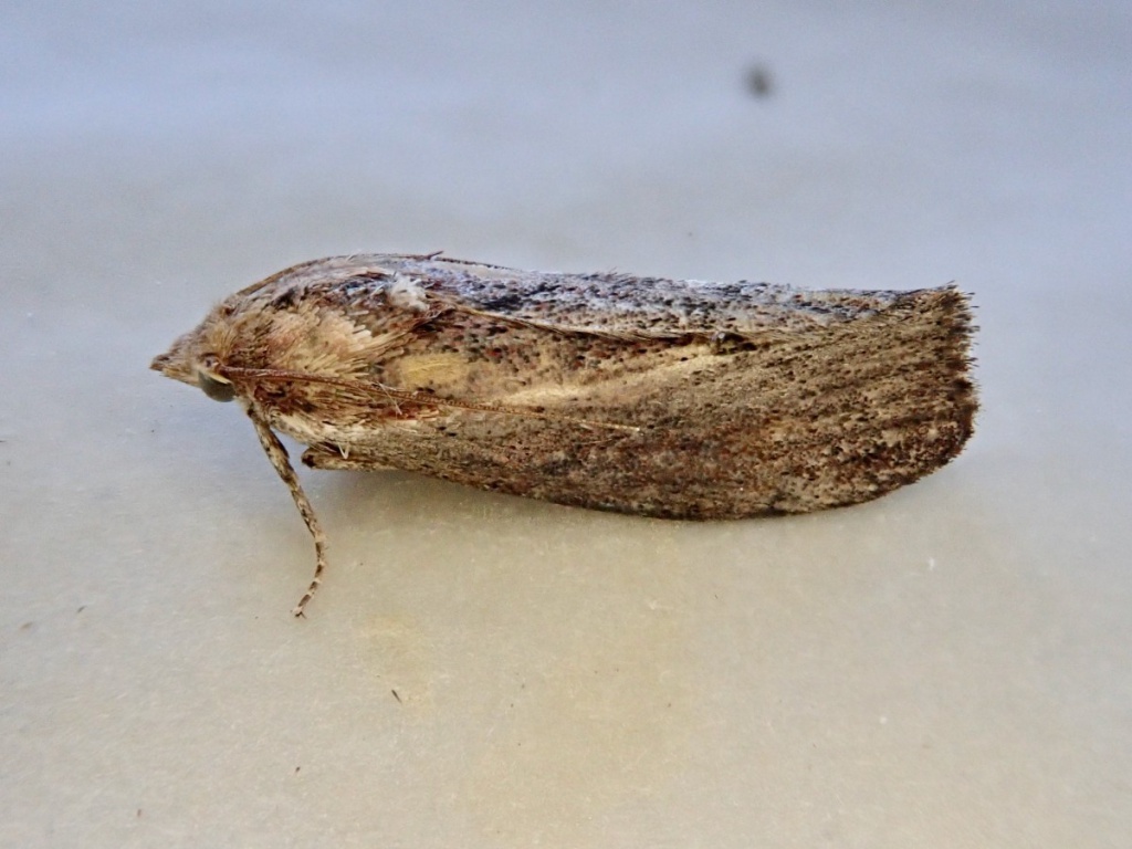 Everything You Need to Know About WAX MOTHS! (Galleria mellonella