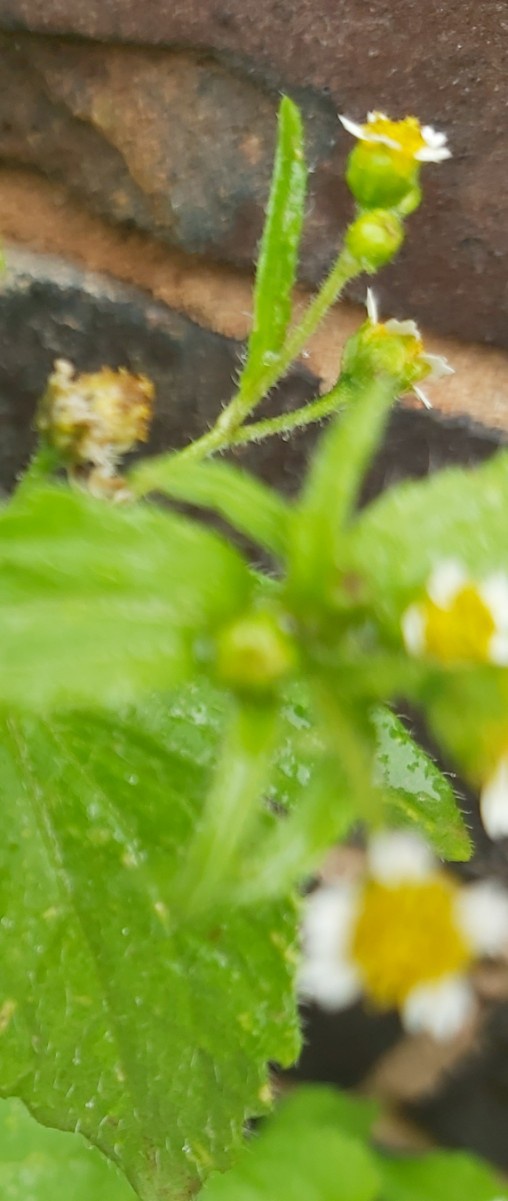 Maryland Biodiversity Project - Shaggy Soldier (Galinsoga quadriradiata)