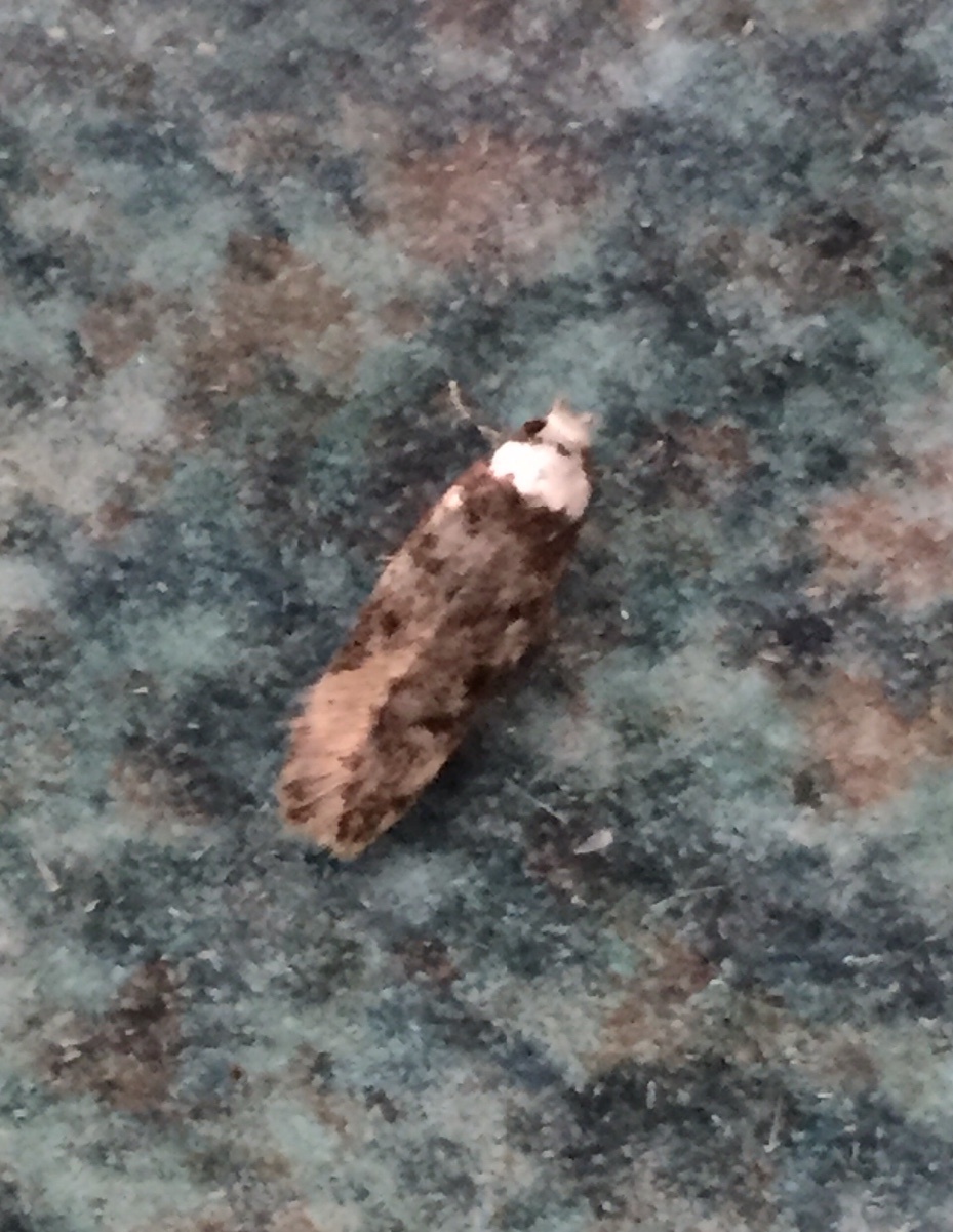 How to get rid of white shouldered house moths? - Bon Accord London