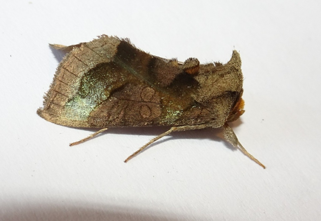 Burnished Brass  Butterfly Conservation