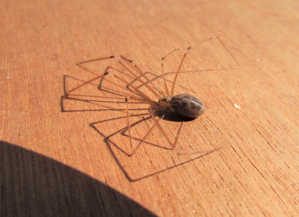 9 Surprising Facts About Daddy Longlegs