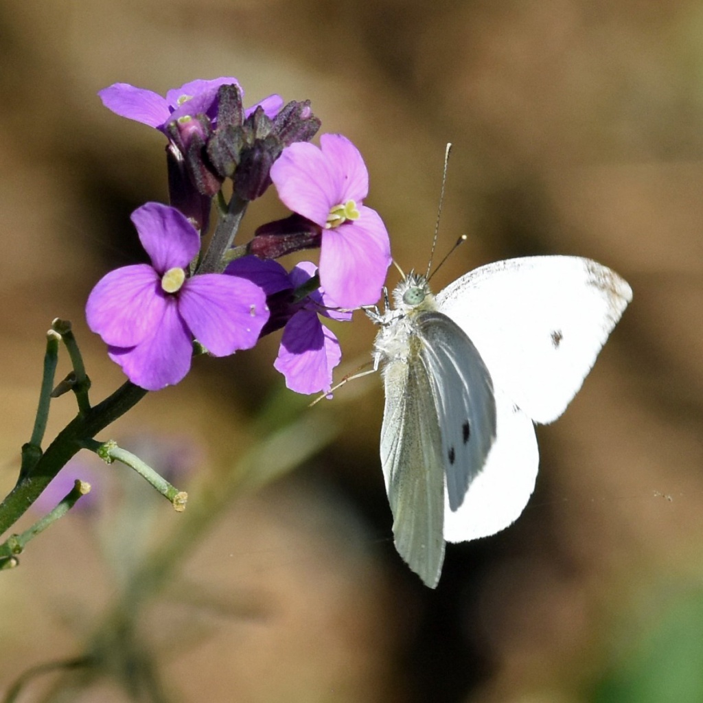 UK Butterflies - Small White - Pieris rapae