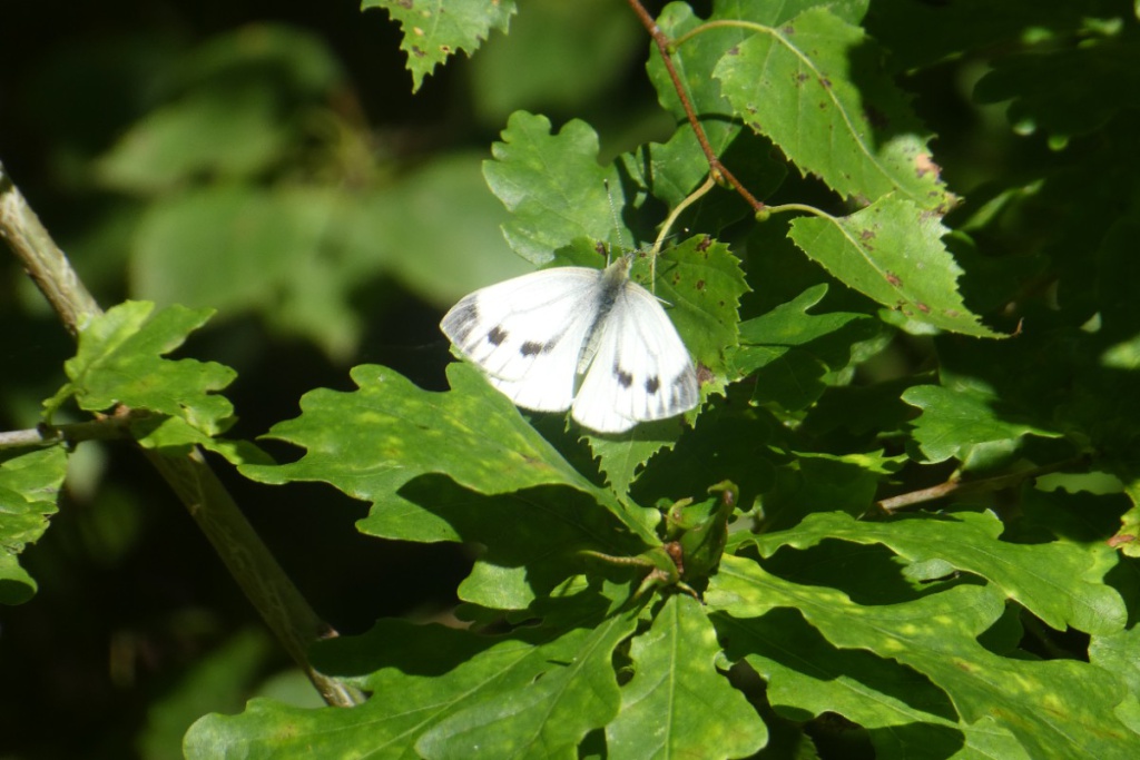 UK Butterflies - Small White - Pieris rapae