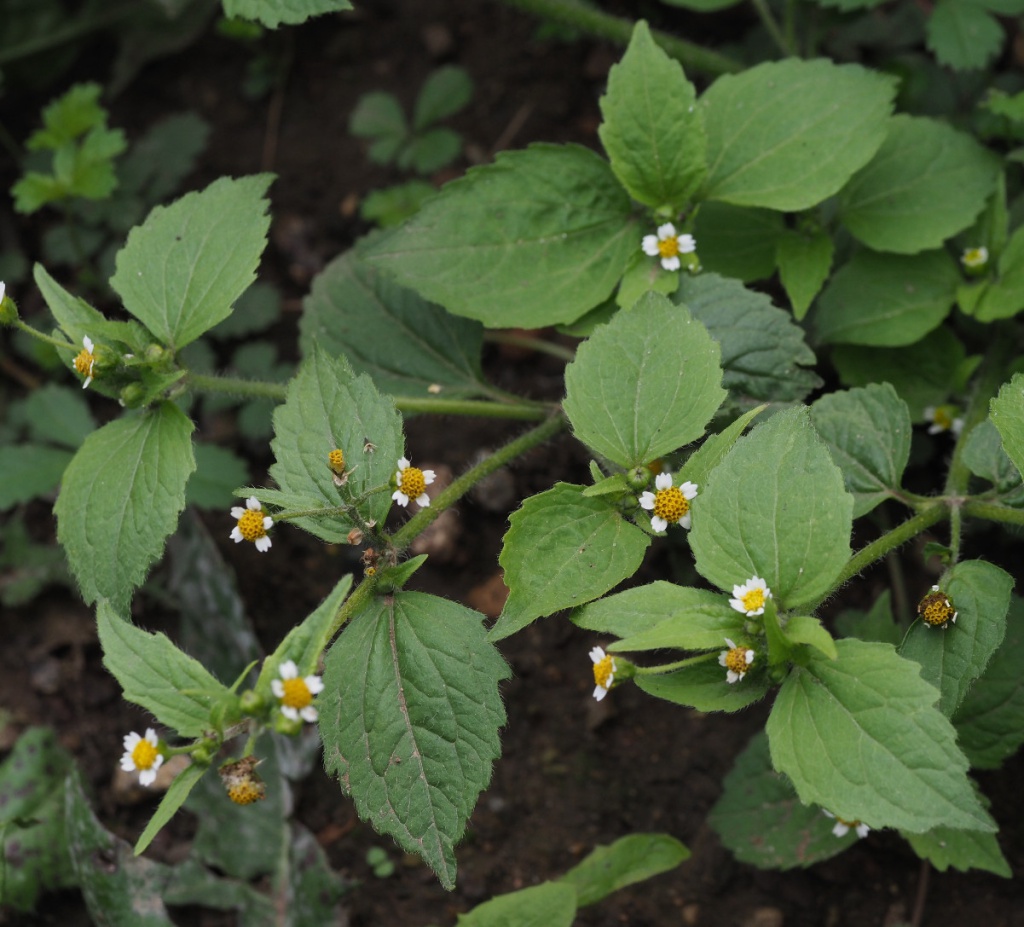 Maryland Biodiversity Project - Shaggy Soldier (Galinsoga quadriradiata)