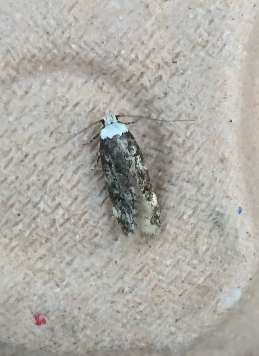 How to get rid of white shouldered house moths? - Bon Accord London