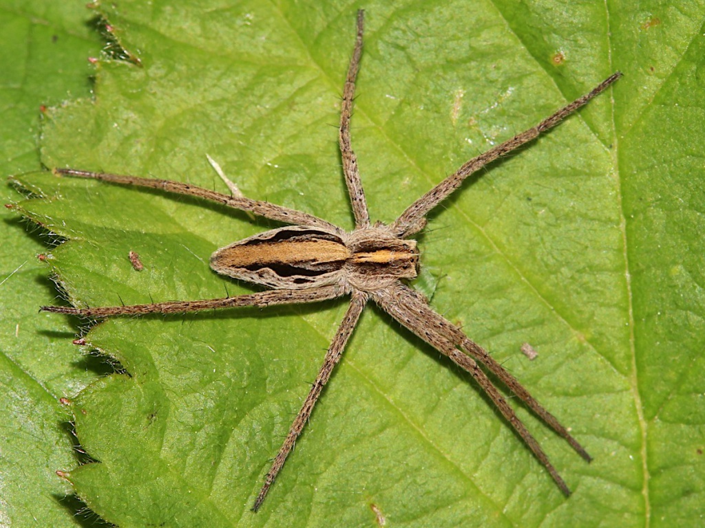 Nursery web spider  The Wildlife Trusts