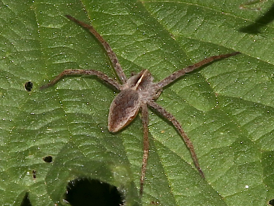 Nursery web spider  The Wildlife Trusts