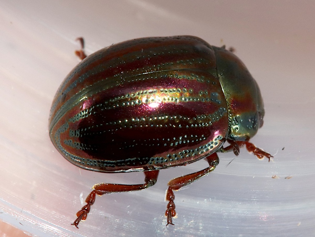 Rosemary beetle deals