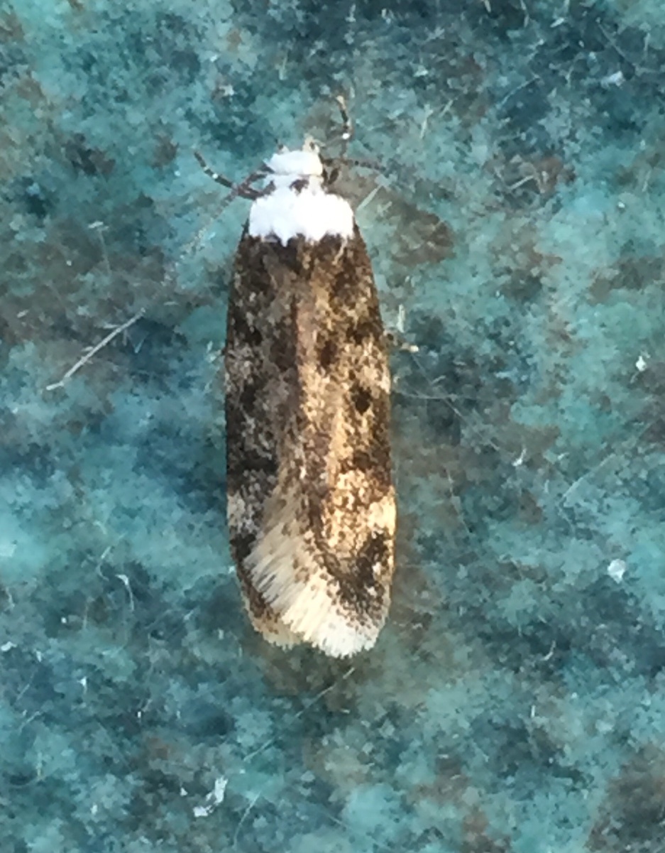 How to get rid of white shouldered house moths? - Bon Accord London