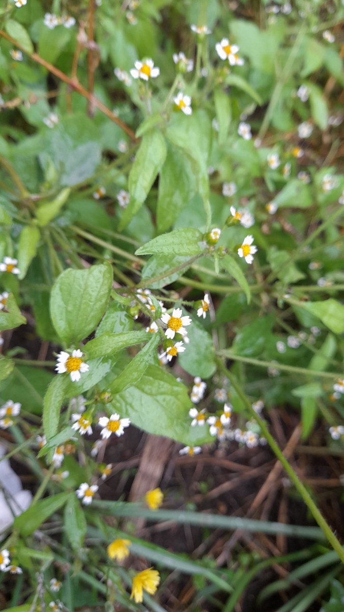 Maryland Biodiversity Project - Shaggy Soldier (Galinsoga quadriradiata)