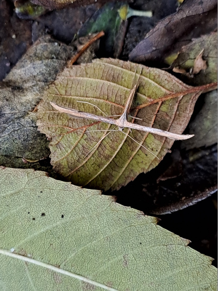 Saffron Tree: In the Country of Gold-digging Ants