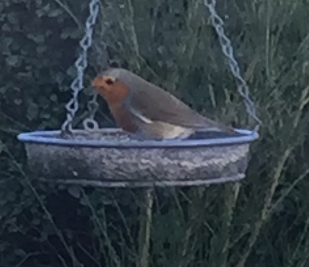 Robin (Erithacus rubecula) - British Birds - Woodland Trust