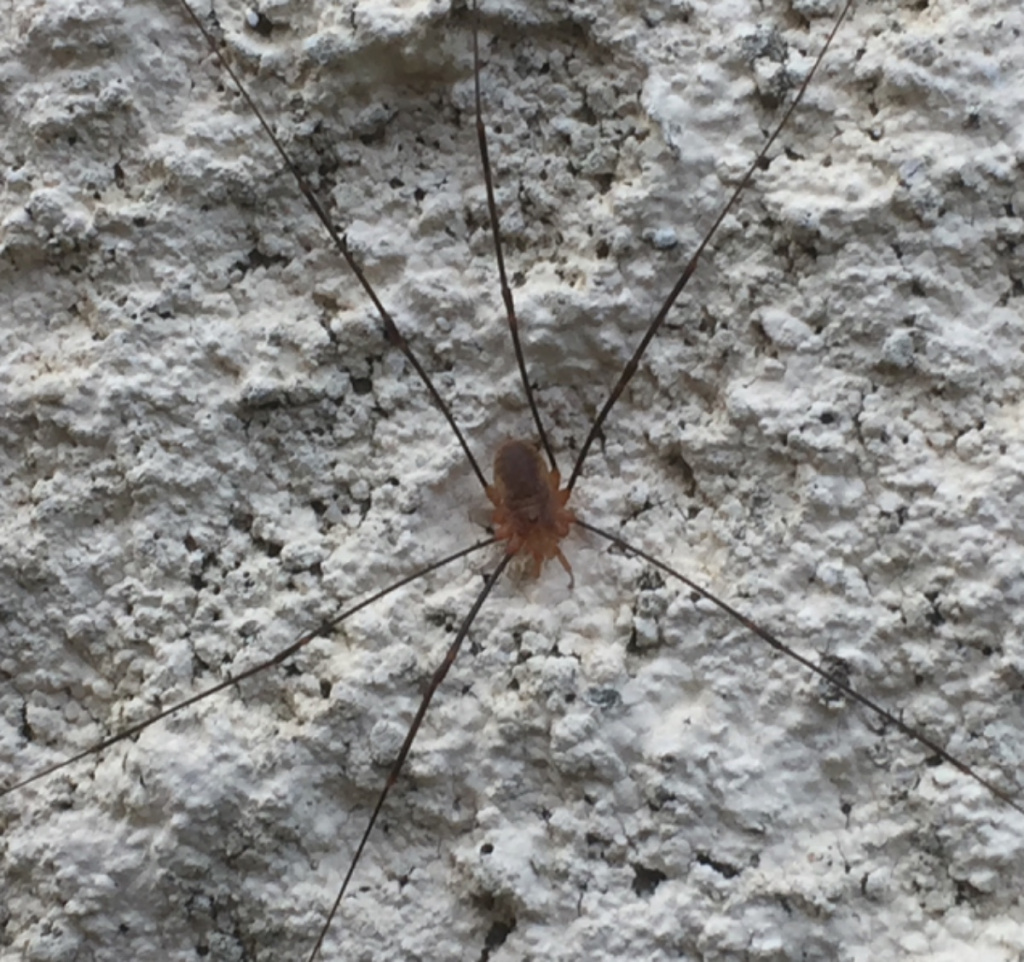 Daddy Longlegs (Harvestmen)  Missouri Department of Conservation