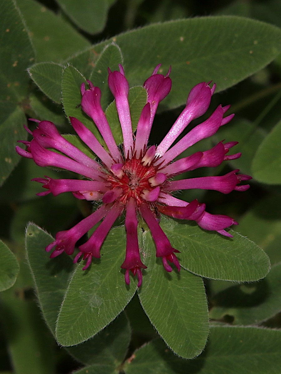 clover様ご確認用 Zigzag Clover | NatureSpot