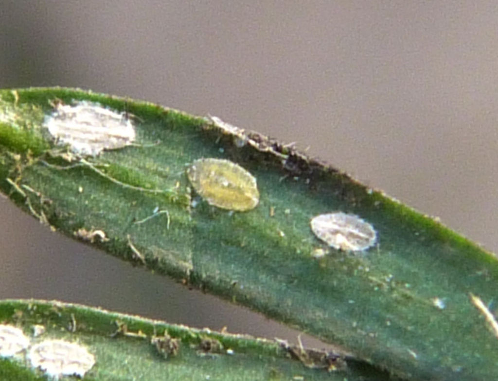 Cottony Camellia Scale Insect