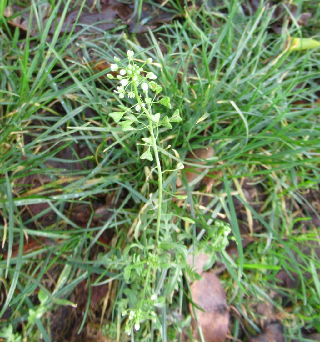 Shepherd's Purse (Capsella bursa-pastoris)