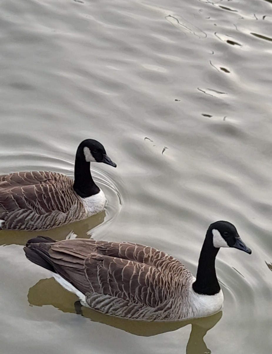 Canada goose shop northern ireland