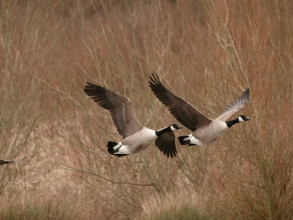 Canada geese hotsell uk law