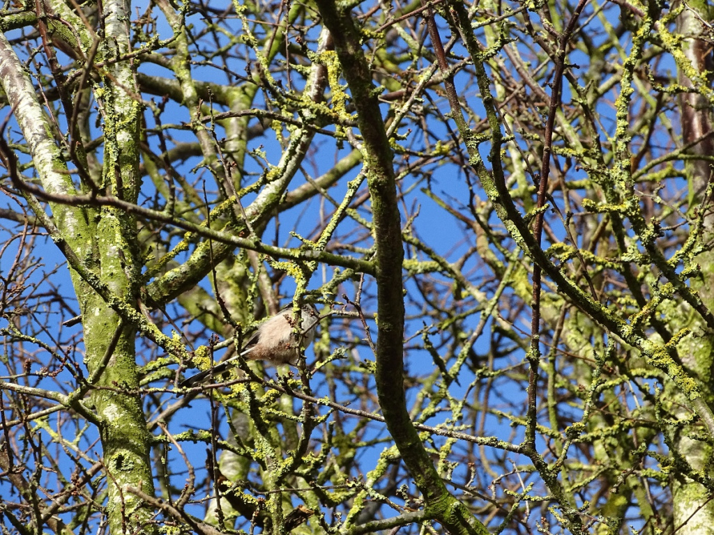 Long-tailed Tit | NatureSpot