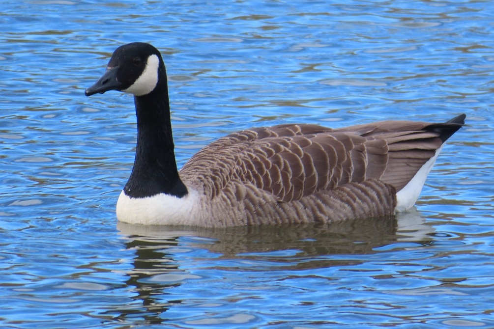 Canada Goose NatureSpot