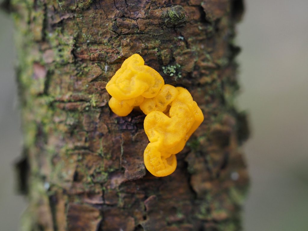 Yellow Brain (Tremella mesenterica) - Woodland Trust