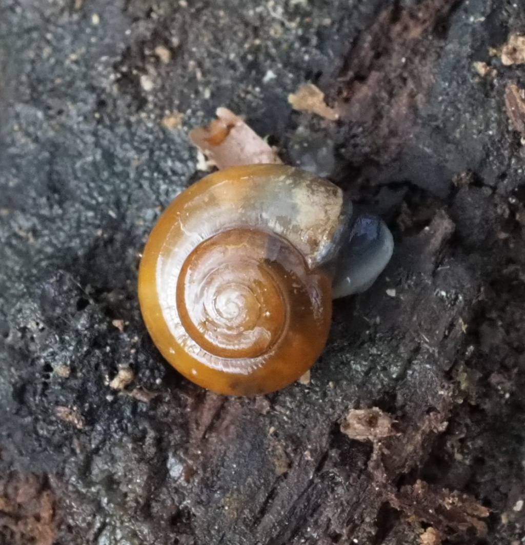 Smooth Glass Snail | NatureSpot