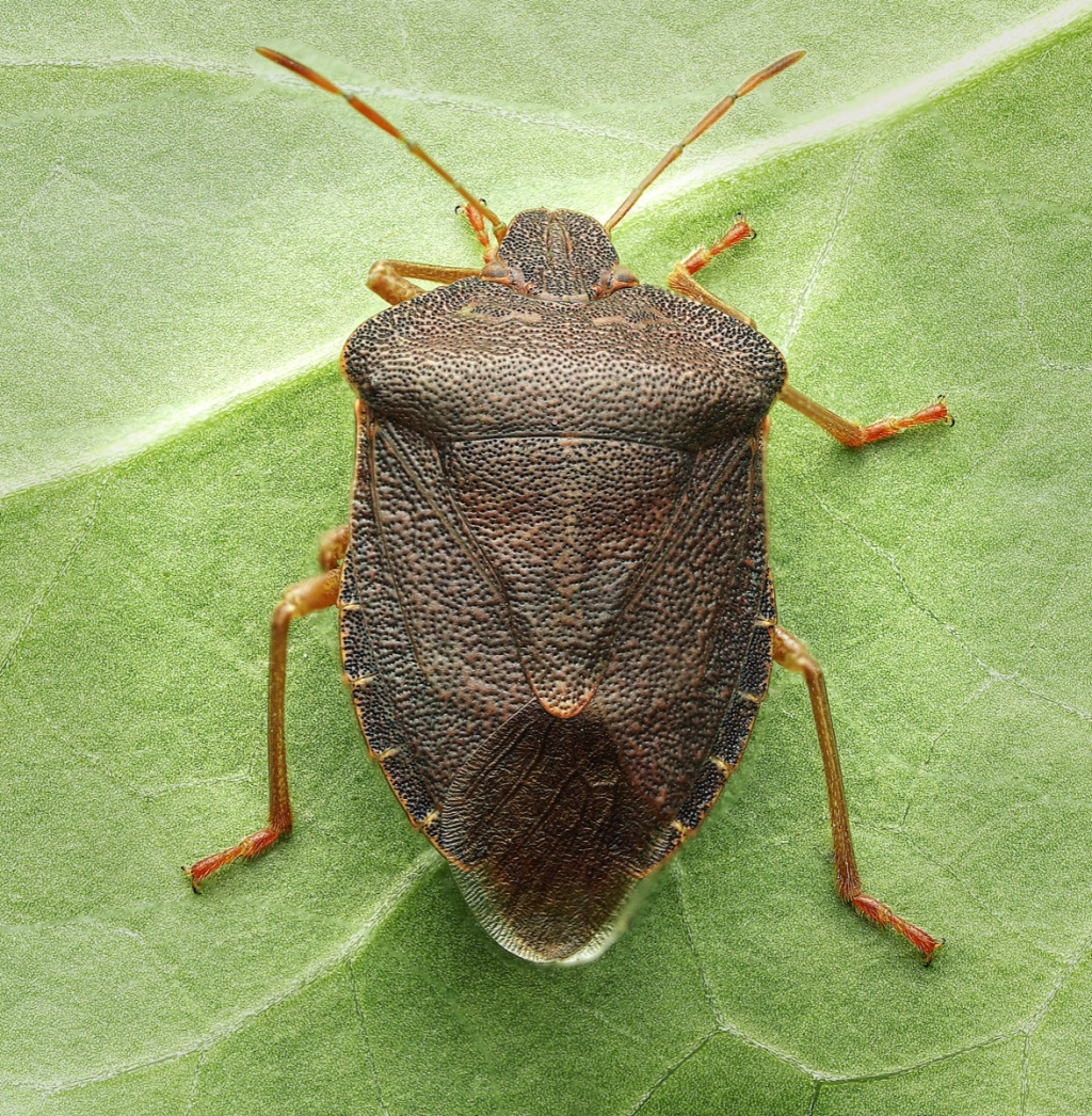 Green on sale shield bug