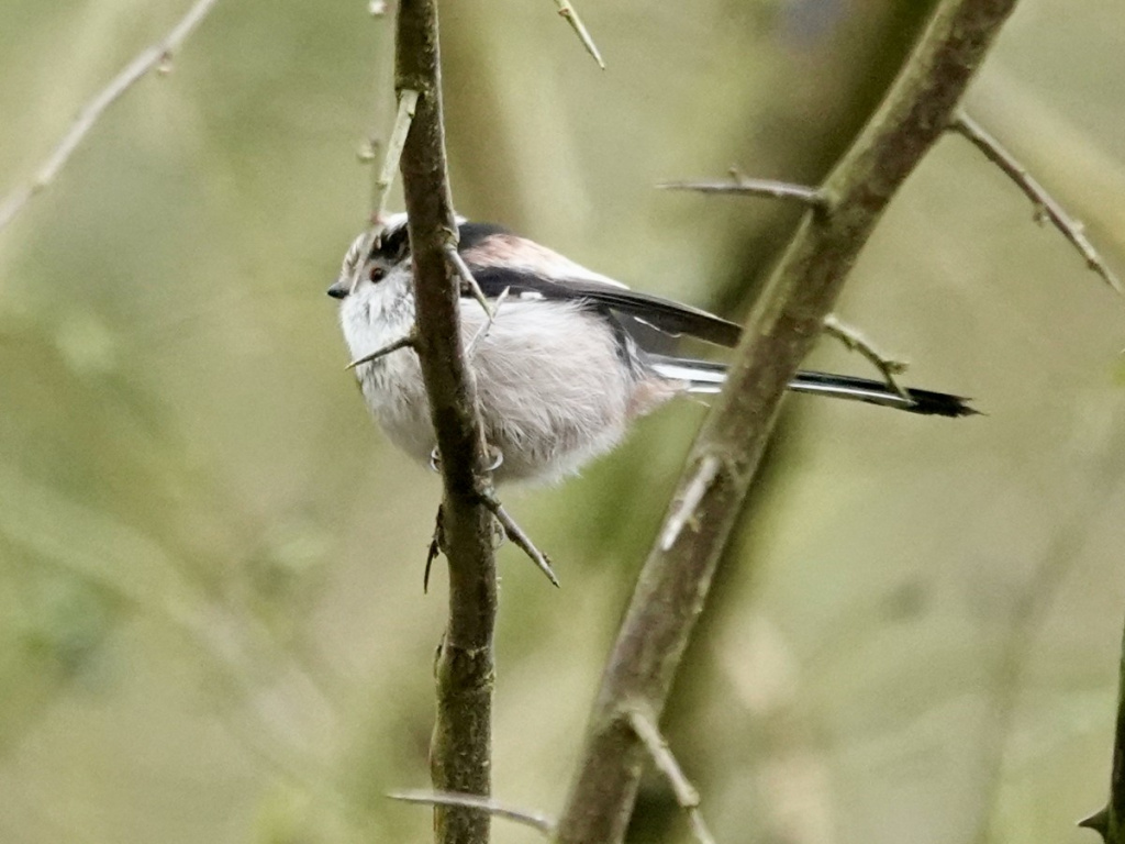 Long-tailed Tit | NatureSpot