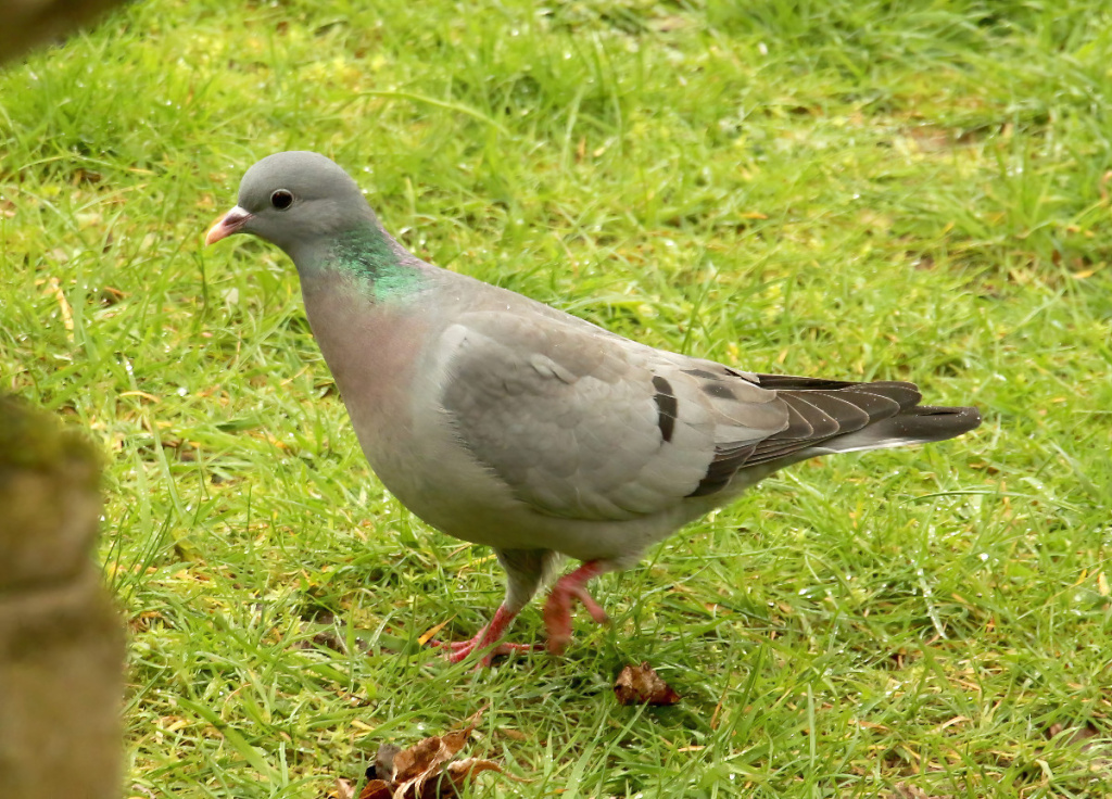 Stock Dove | NatureSpot