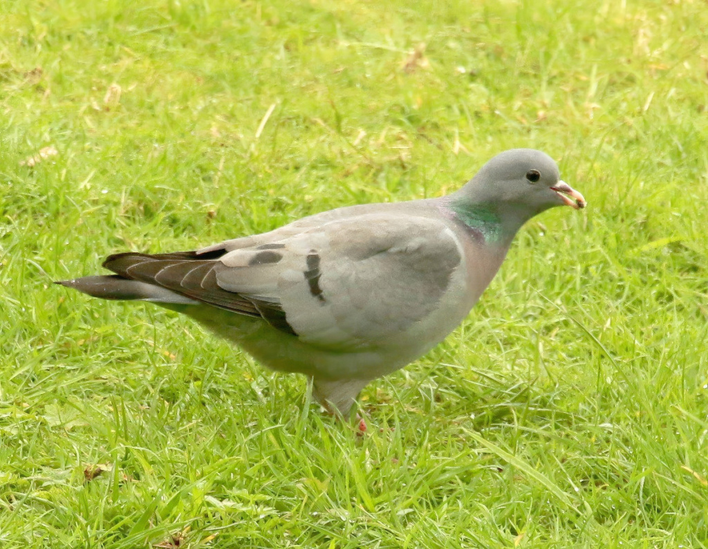 Stock Dove | NatureSpot