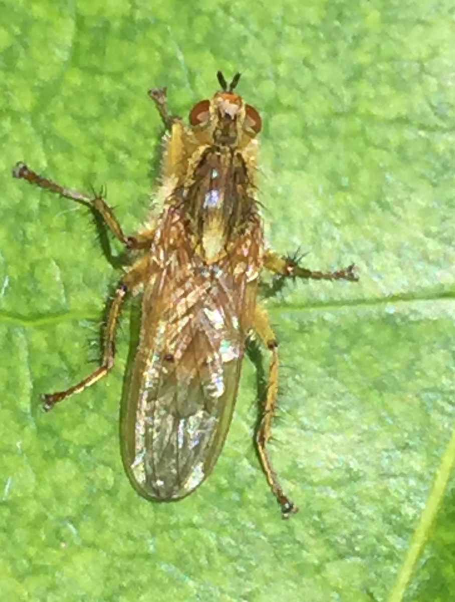 Bug o'the Week – Golden Dung Fly – Riveredge Nature Center