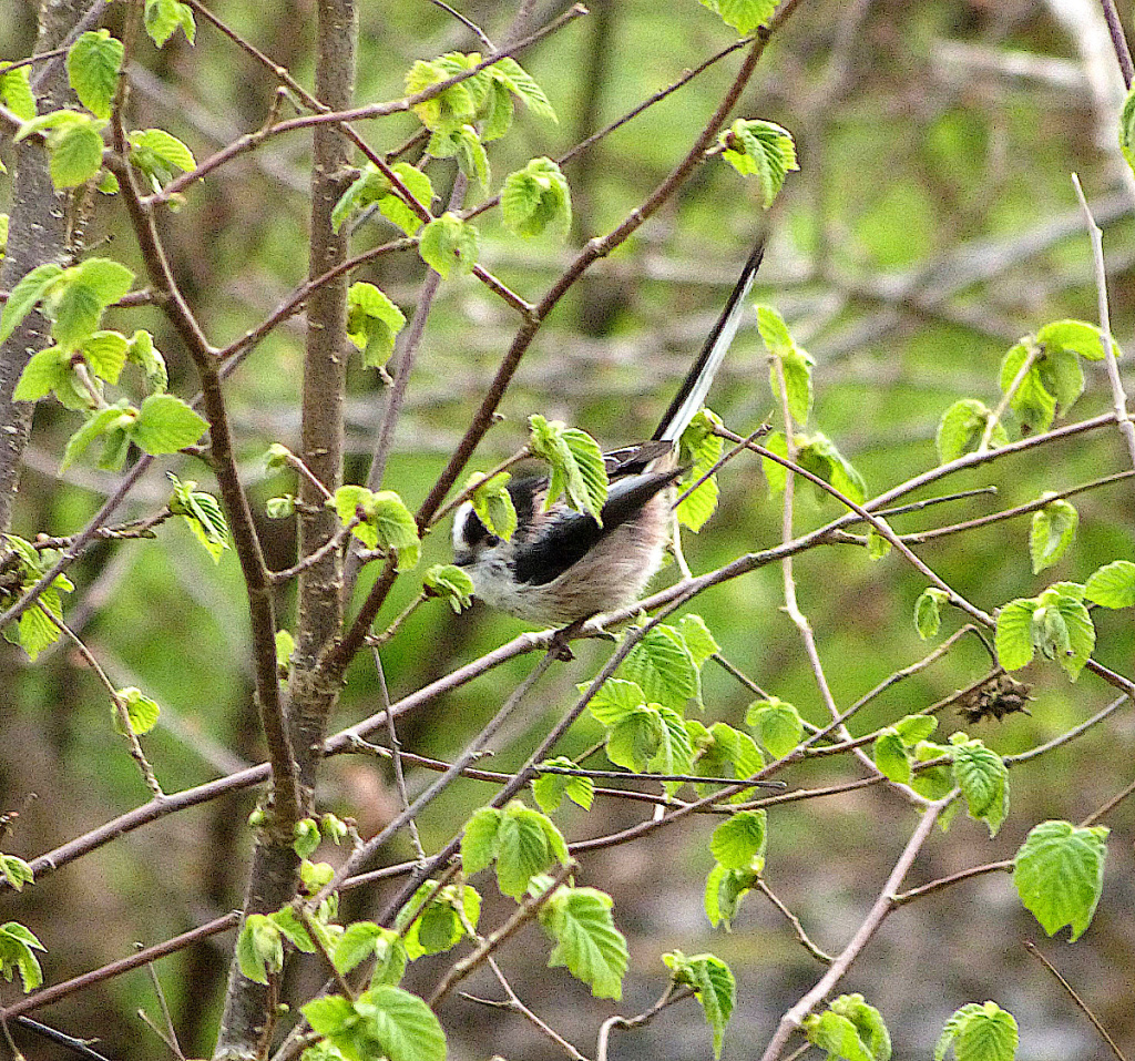 Long-tailed Tit | NatureSpot