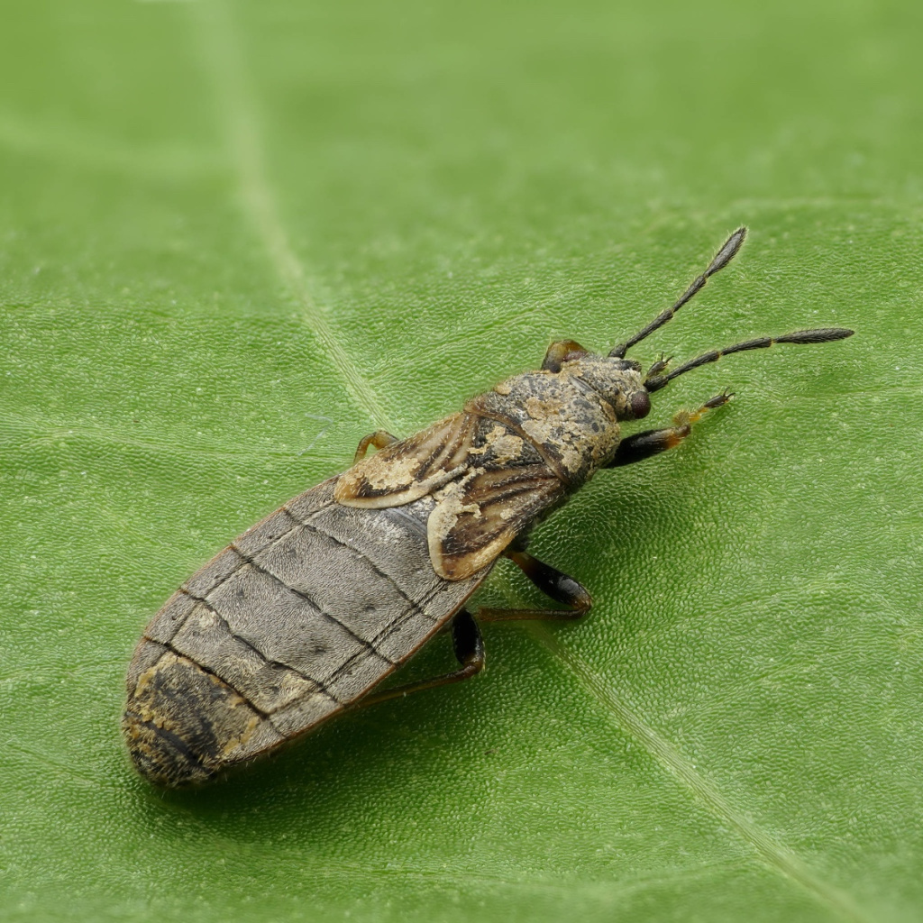 Krossdressing rus porno video