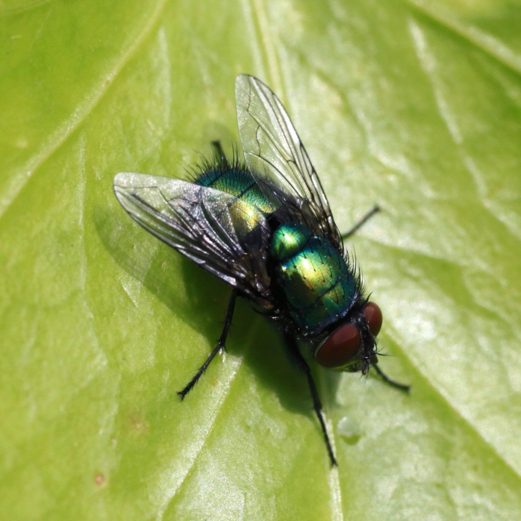 Lucilia sericata NatureSpot