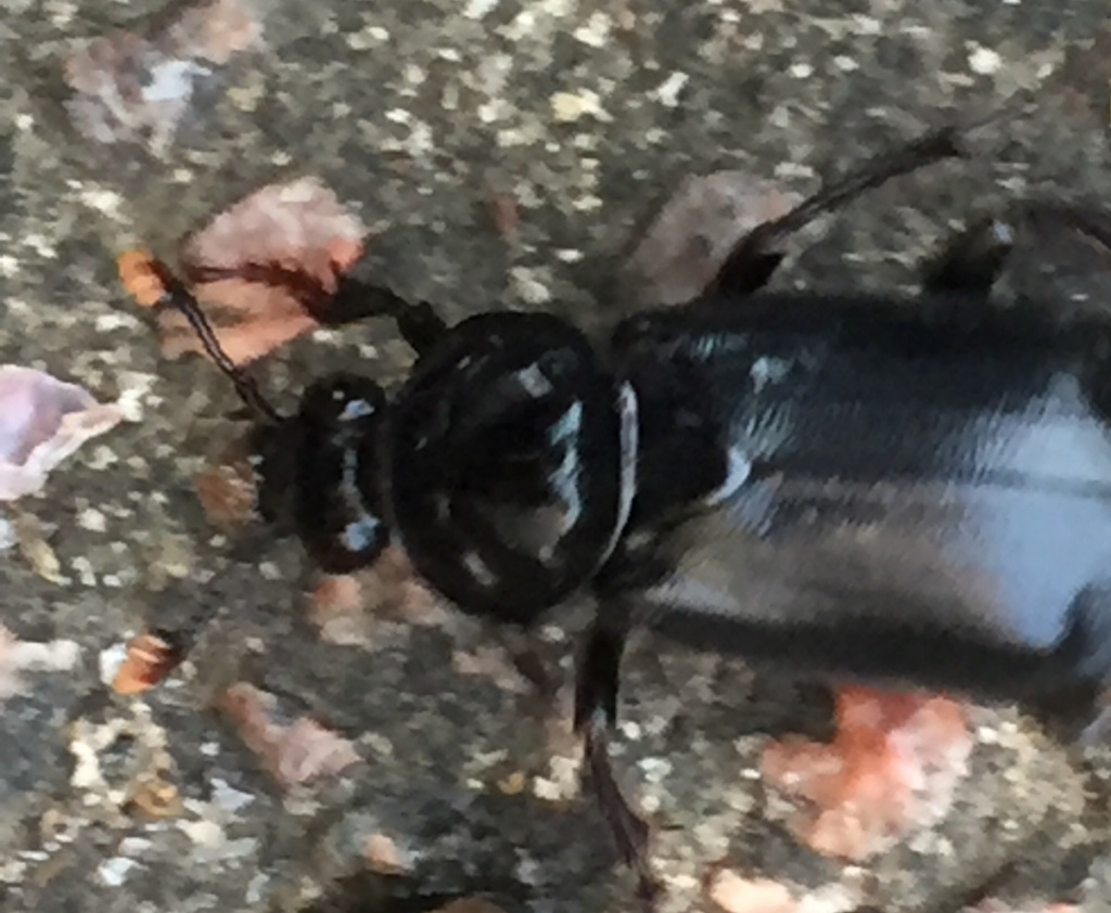 Black Sexton Beetle | NatureSpot