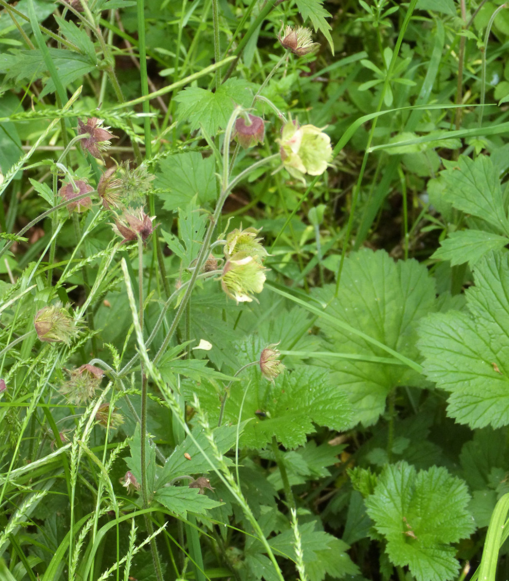 Water Avens | NatureSpot