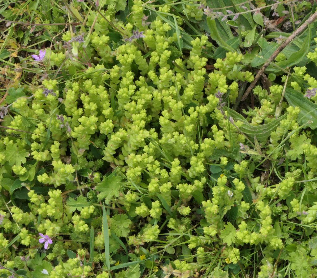 Biting Stonecrop | NatureSpot