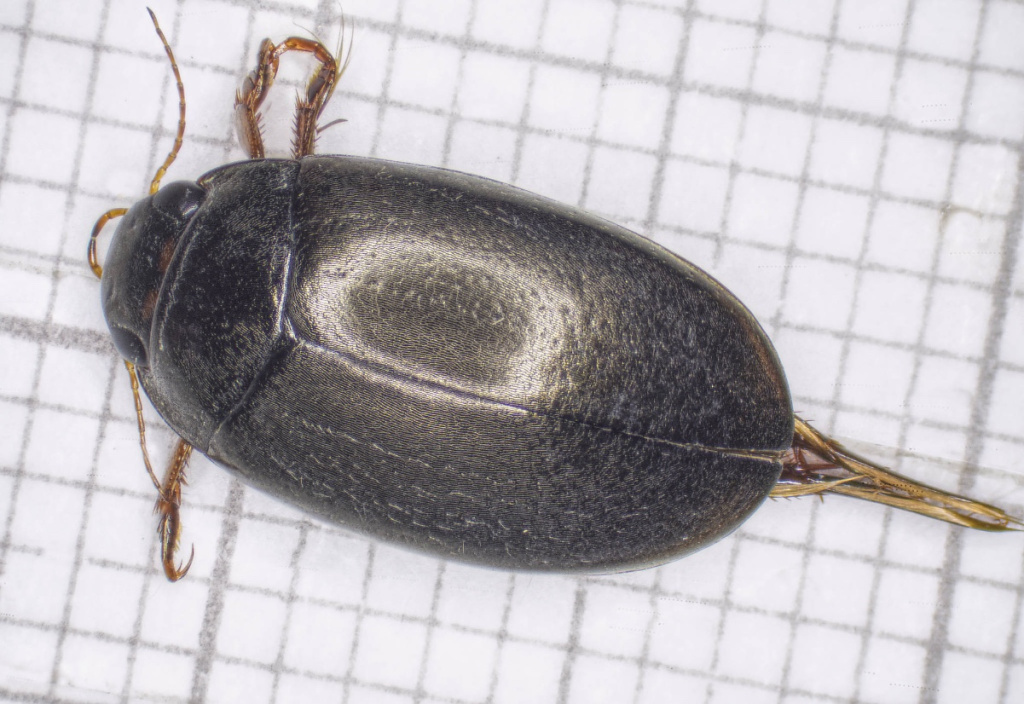 TAKARA AT-FLY & DIVING BEETLE 1/60 Takara Tomy Kabuto Borg battle