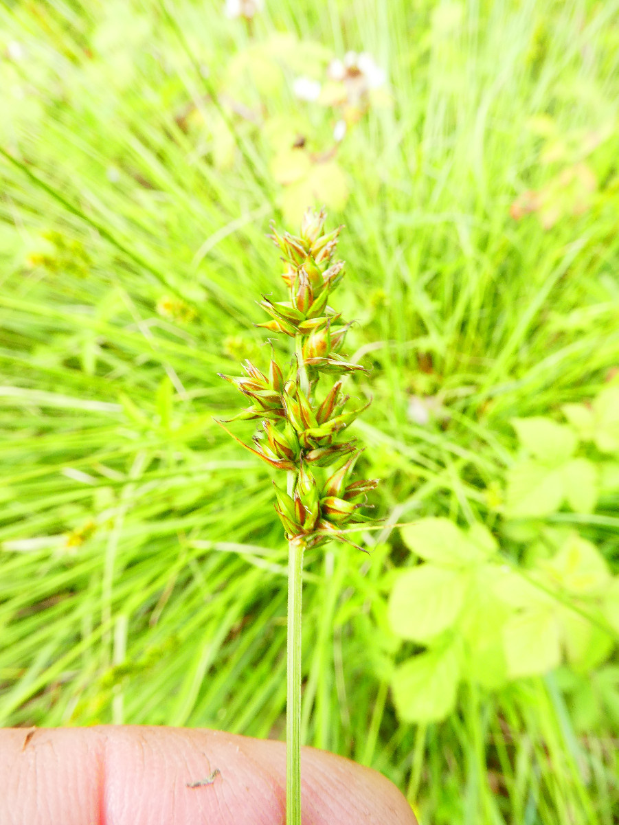 False Fox-sedge | NatureSpot