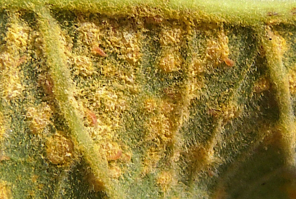 mycodiplosis-naturespot