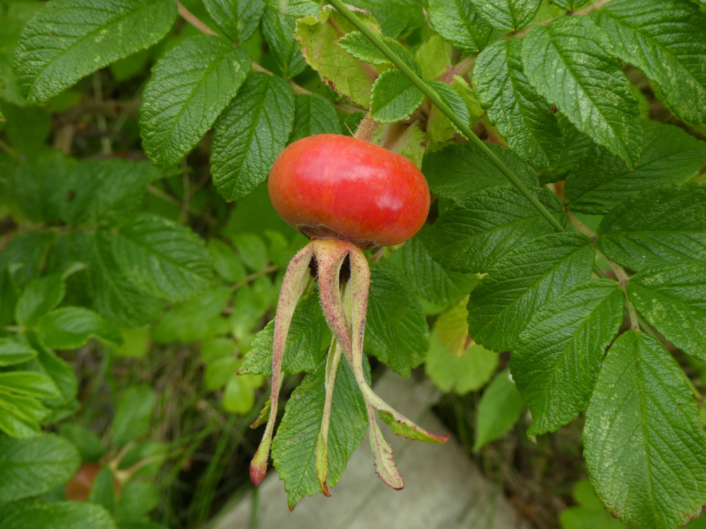 Seedville USA Seeds 30 Seeds - Japanese Red Rose (Rosa Rugosa Rubra)  Fragrant Flowering Bush Seeds Rosa Rugosa Rubra Seeds