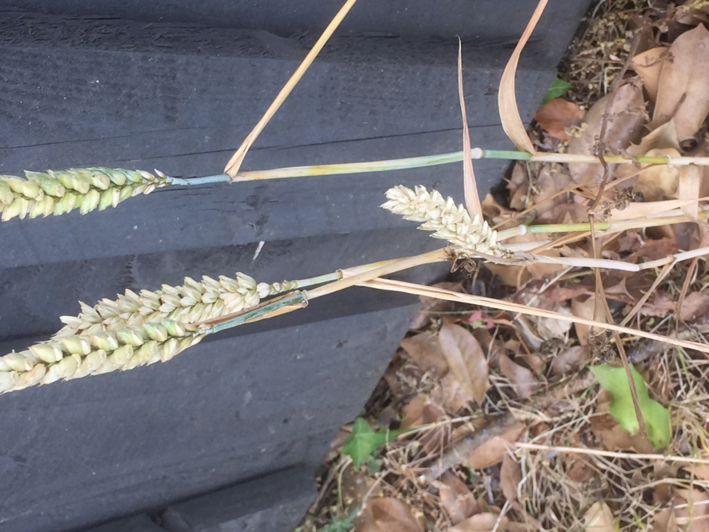 Bread Wheat | NatureSpot